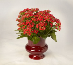 Kalanchoe FTF resize